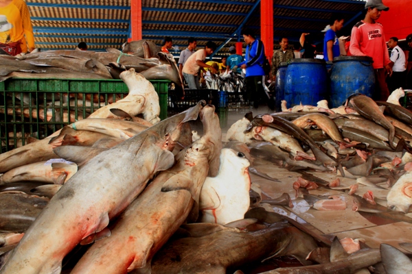 Hasil tangkapan ikan hiu di TPI Karangsong, Indramayu - Bisnis/Dessy Silagian