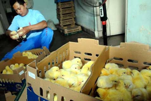 Jelang Ramadan dan Lebaran, Pasokan Ayam Dipastikan Aman