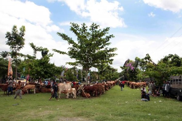  Balai  Inseminasi  Singosari Kejar Produksi Semen Beku 3 