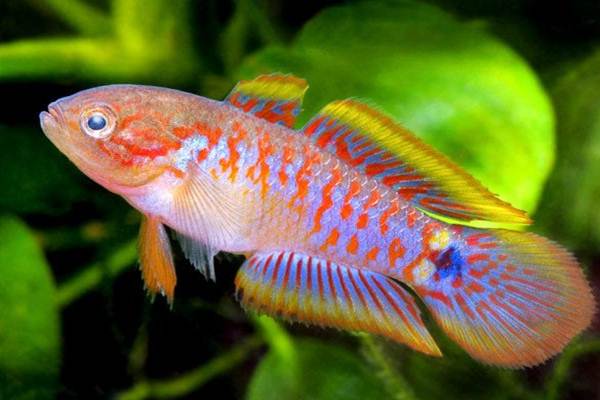 Ikan Goby