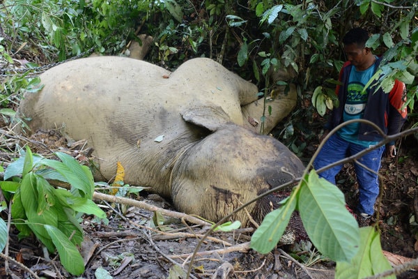 Seorang warga melihat bangkai gajah sumatra yang ditempatkan di Conservation Response Unit (CRU) Serbajadi di tempat penambatannya di Desa Bunin, Kecamatan Serbajadi, Aceh Timur, Aceh, Sabtu (9/6). Gajah sumatra jinak berusia 37 tahun tersebut diduga mati dibunuh dengan cara diracun oleh pemburu guna mengambil gading. - Antara/Al Mahdi