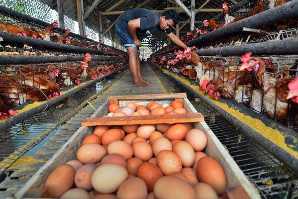 Produksi Telur Ayam Sempat Tergerus