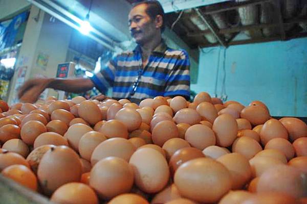 Kelangkaan Pakan Ayam Akibatkan Kenaikan Harga Telur