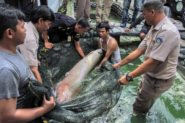 4400 Ikan Hias Air Laut Jambi Terbaru