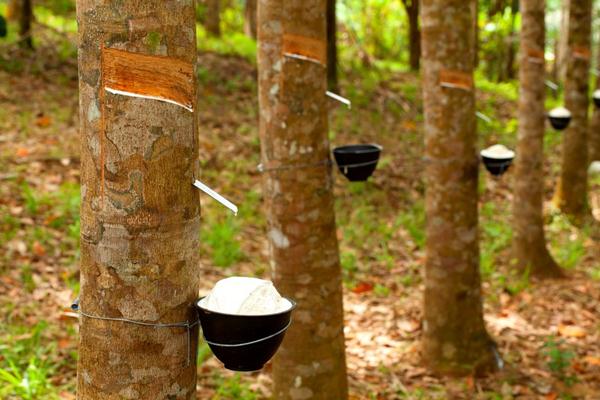 Harga Karet Anjlok Petani Bengkulu Tebang Pohon untuk 