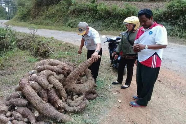 Talas Jumbo Asal Ponorogo Bikin Heran