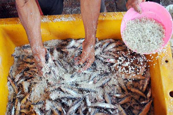 Pekerja melakukan proses penggaraman ikan asin - ANTARA/Harviyan Perdana Putra