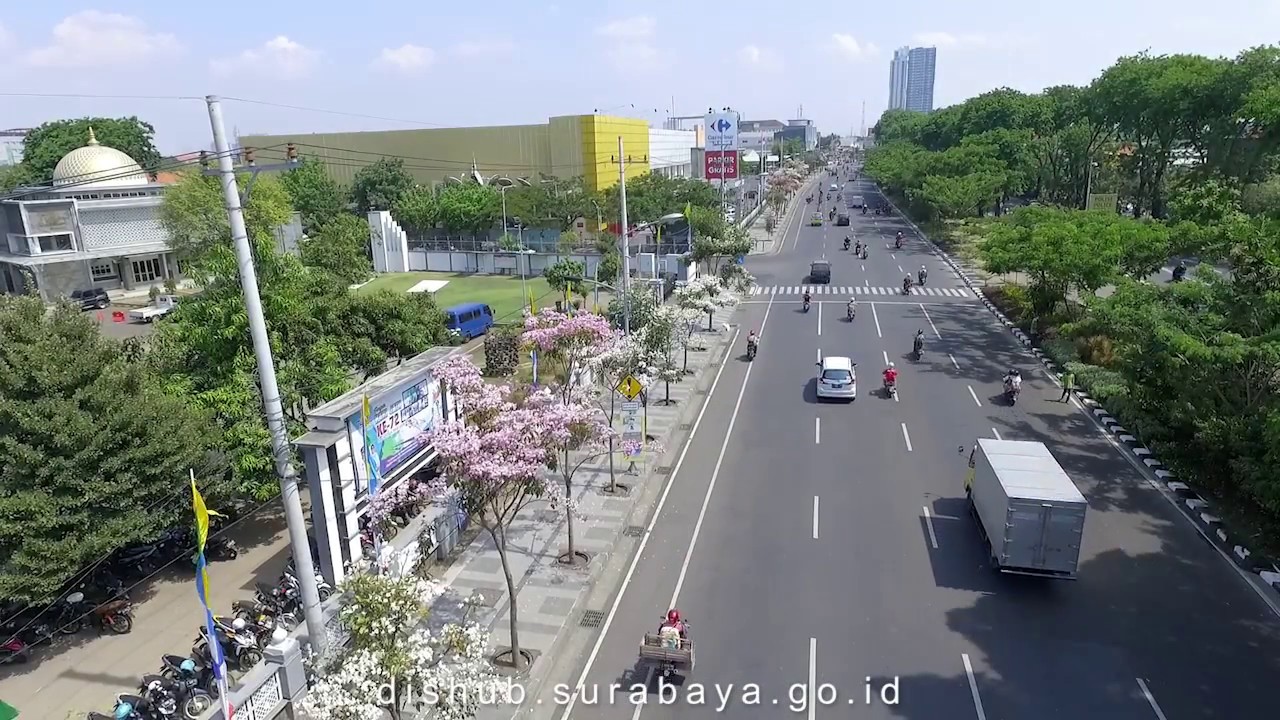 Sensasi Bunga  Sakura  di  Surabaya  Mekar  Oktober November 