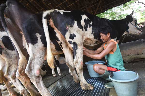 Pekerja memerah susu sapi di sebuah peternakan di Surabaya, Jawa Timur, Jumat (12/5). - Antara/M Risyal Hidayat