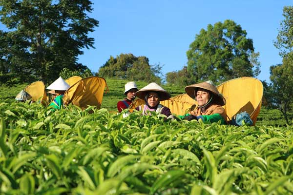 Petani Teh Minta Gpatn Kembali Digencarkan Ekonomi Bisnis Com
