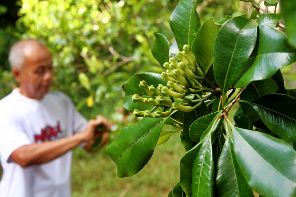 Petani memanen bunga cengkeh di salah satu perkebunan di Desa Bambu, Kabupaten Mamuju, Sulawesi Barat, Jumat (7/4). - Antara/Akbar Tado