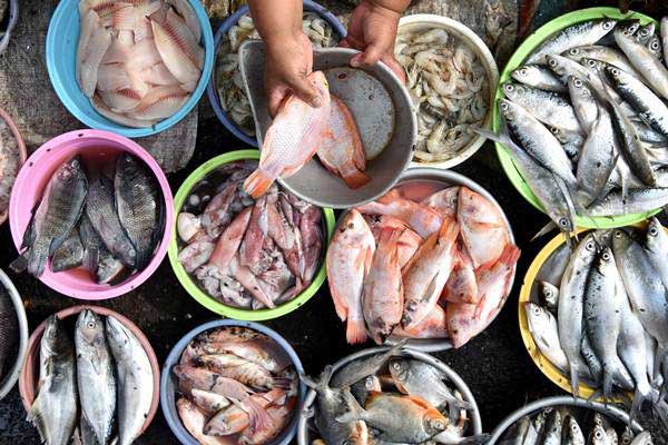 Harga Ikan Tahun 2018