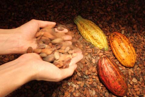 Pelaku Industri Hulu Keberatan Bea Masuk Biji Kakao Diturunkan