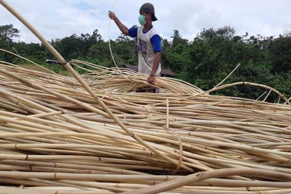 Melihat Pengelolaan Rotan Berkelanjutan di Kebun Warga 