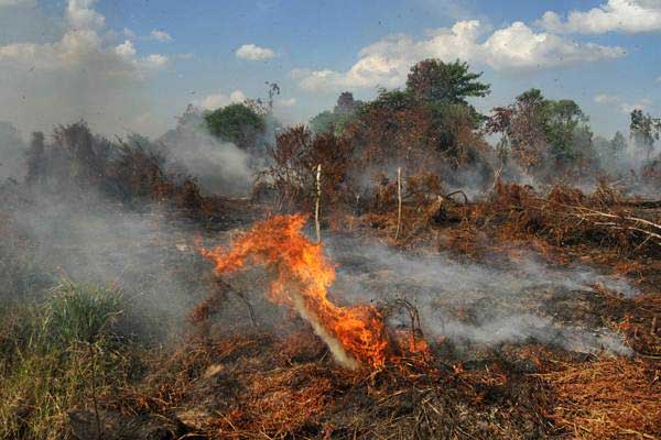 Api membakar semak belukar diatas lahan gambut yang terbakar di Kabupaten Kampar, Riau, Senin (24/7). - ANTARA/Rony Muharrman