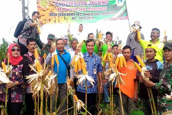 Panen Raya, Petani Rembang Berharap Tak Ada Impor Jagung