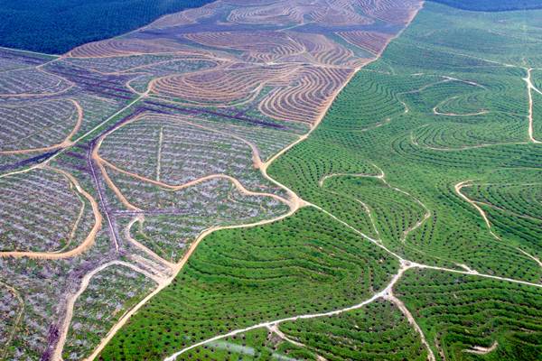 Hamparan perkebunan kelapa sawit membentuk pola terlihat dari udara di Provinsi Riau, Selasa (21/2). - Antara/FB Anggoro