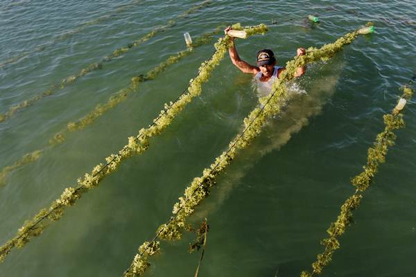 download film pengusaha rumput laut thailand