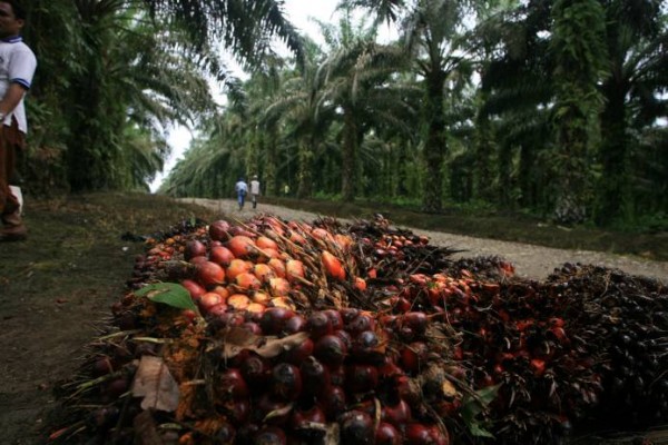 Berikut Faktor Faktor Penyebab Harga Sawit Kian Tersungkur Market Bisnis Com