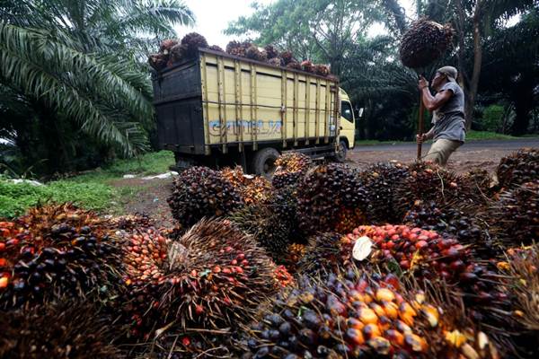 Sawit Melimpah, Jokowi Sarankan Pengurus HKTI Tanam Durian