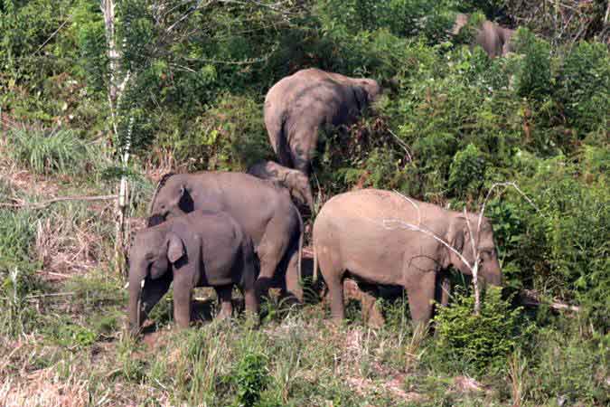 Kawanan gajah Sumatra (Elephas maximus sumatranus) liar berada di kebun warga - ANTARA/Irwansyah Putra