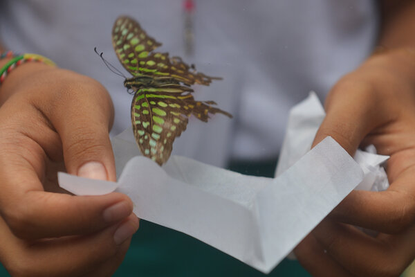 Petugas melepaskan kupu-kupu (Rhopalocera) di Taman Kupu-Kupu Balitopia, Gianyar, Sabtu (20/4/2019). Sedikitnya 3.000 ekor kupu-kupu dari 15 spesies yang endemik di Jawa dan Bali dilepaskan di taman seluas dua hektar tersebut sebagai sarana edukasi sekaligus tempat wisata baru di Bali. - Antara/Nyoman Budhiana