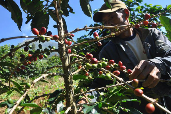 Produktivitas Kopi  Nasional Masih Bisa Ditingkatkan 