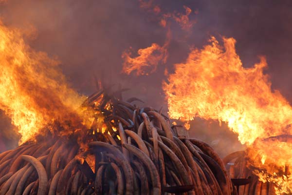 Gading Gajah Dibakar.  - Reuters