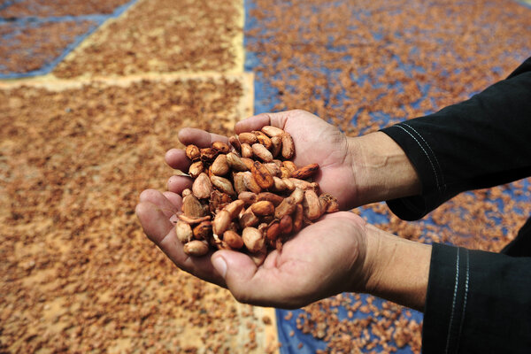 Musi Rawas Diproyeksikan Jadi Daerah Pengembangan Kakao