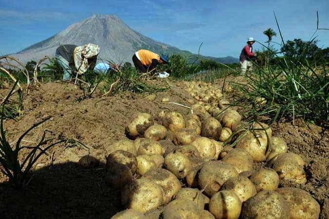 Buruh memanen kentang di area perkebunan dengan latar belakang Gunung Sinabung di Desa Sukandebi, Karo, Sumatera Utara, Jumat (8/3/2019). - ANTARA/Irsan Mulyadi