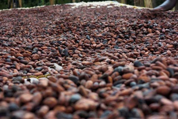 Papua Jajaki Kerja Sama Pengembangan Cokelat dengan Belgia