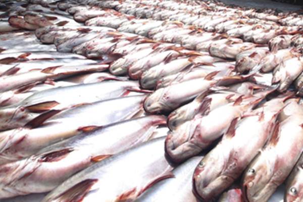 Isi Ceruk Pasar Arab Saudi Pengusaha Siapkan 300 Ton Ikan Patin Ekonomi Bisnis Com