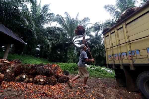 Batang Kelapa Sawit Bisa Untuk Gula Merah Mebel dan Kayu 