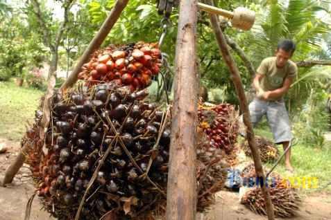 Harga Cpo Tbs Sumsel Turun 2 Periode Terakhir Juni