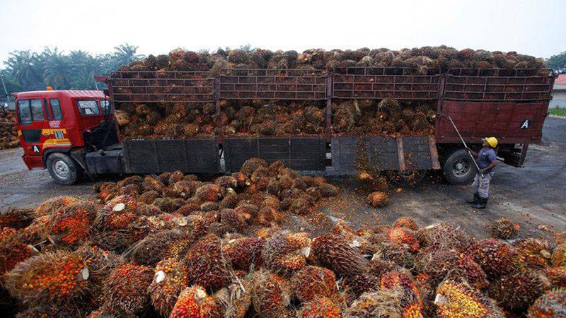 Pekerja membongkar muatan kelapa sawit dari truk di Salak Tinggi, di luar Kuala Lumpur, Malaysia. - Reuters/Samsul Said