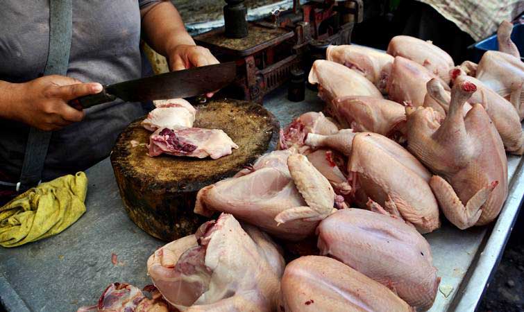 Dampak Afkir Dini Ayam Potong Terasa 2 Bulan Lagi - Ekonomi Bisnis.com