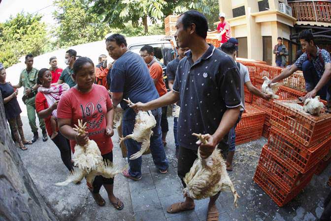 Penyebab Anjloknya Harga Ayam Ras Broiler Diselidiki