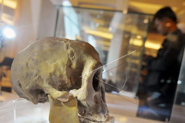 Temuan Fosil Manusia Purba di Brebes Bisa Ubah Sejarah 
