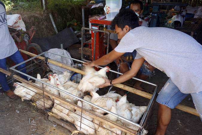 Peternak menimbang ayam broiler jenis pedaging yang dijual murah seharga Rp8.000 per kilogram di sentra peternakan ayam broiler di Tulungagung, Jawa Timur, Rabu (26/6/2019). - ANTARA/Destyan Sujarwoko