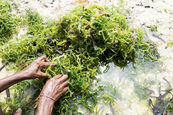 Kurangi Impor Gelatin, Indonesia Mulai Produksi Kapsul Rumput Laut