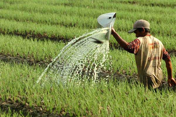 Perpaduan Budi Daya Bawang Merah dan Lele Untungkan Petani  Ekonomi