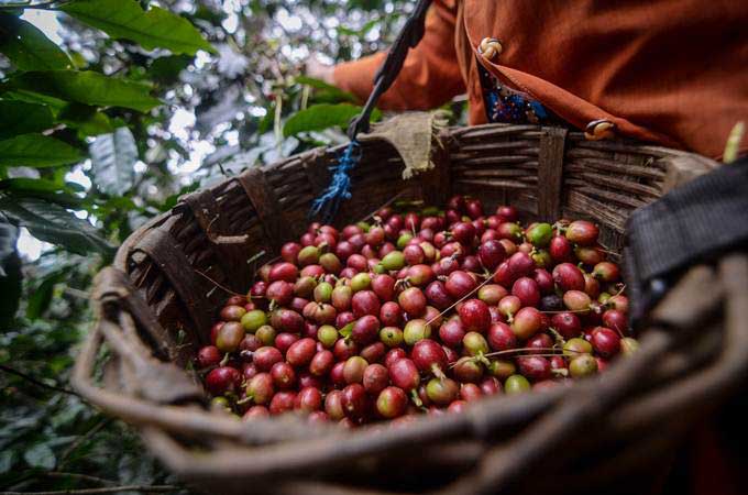 Petani memanen kopi arabika di Desa Mekarmanik, Kabupaten Bandung, Jawa Barat, Kamis (20/6/2019). - ANTARA/Raisan Al Farisi