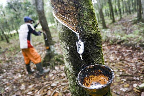 Pemerintah Perlu Fokus Tingkatkan Produktivitas Tanaman 