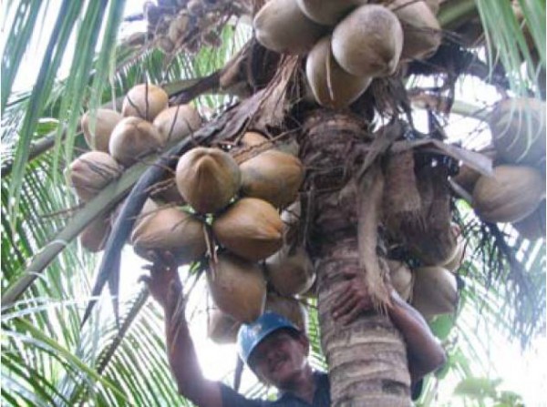 Potensi Nilai Produksi Kelapa Indonesia Di Atas Rp50 Triliun Ekonomi Bisnis Com