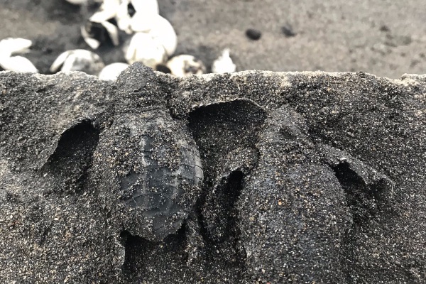 Ilustrasi: Tukik-tukik ini baru saja menetas di area konservasi Kelompok Konservasi Saba Asri di Pantai Saba, Gianyar, Bali (Jumat (28/6/2019). - Bisnis/Annisa Margrit