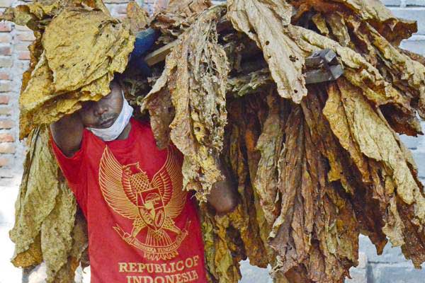 Buruh mengangkat daun tembakau kering untuk disortir di Desa Puyung, Kecamatan Jonggat, Praya, Lombok Tengah,NTB, Kamis (7/9). - ANTARA/Ahmad Subaidi