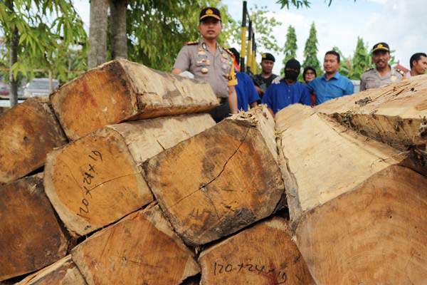 Penebangan liar di indonesia dimulai di hutan