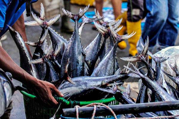 7800 Ikan Air Laut Karawang HD