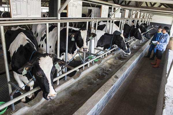 Produksi Susu Segar Turun Selama Kemarau