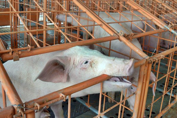 Virus Flu Babi Afrika Meluas, Indonesia Siap Perbesar Pangsa Ekspor
